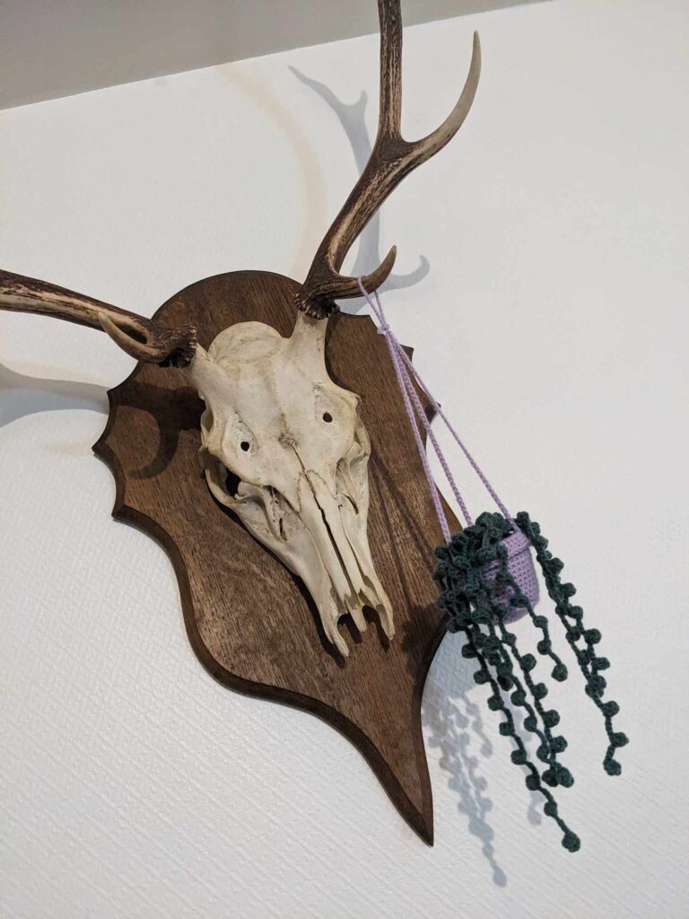 Plante en crochet suspendu sur crâne de cerf
